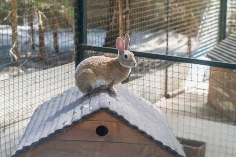 The best outdoor rabbit hutch provides your pet with plenty of room to move about and play, a comfortable bed, warmth, and most importantly, a dry habitat. Rabbits use their fur and fat to stay warm but they also need protection. A hutch that keeps a bunny warm and dry is very important. Outdoor Rabbit Enclosure Diy Winter, Outdoor Bunny Habitat, Rabbit Hutch And Run, Diy Rabbit Hutch, Outdoor Rabbit Hutch, Outdoor Rabbit, Rabbit Enclosure, Bunny Hutch, Wild Rabbit