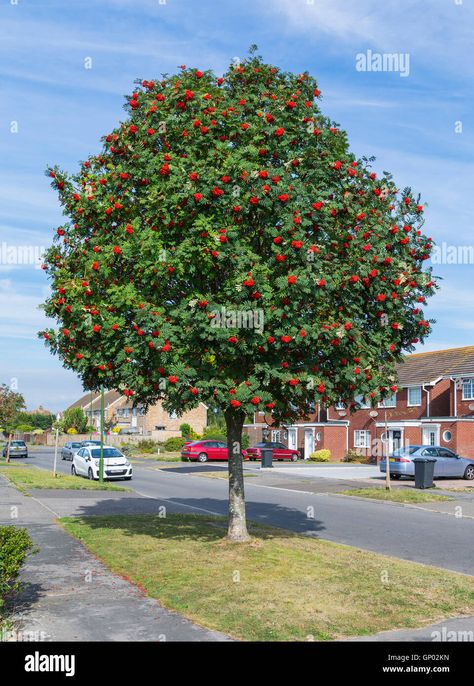 Download this stock image: Mountain Ash tree (Rowan tree, Sorbus aucuparia) by the side of the road in a residential area in England, UK. - GP02KN from Alamy's library of millions of high resolution stock photos, illustrations and vectors. Mountain Ash Tree, Sorbus Aucuparia, Best Plants For Shade, Planting Calendar, Rowan Tree, Mountain Ash, Ash Tree, Plant Delivery, Fast Growing Trees