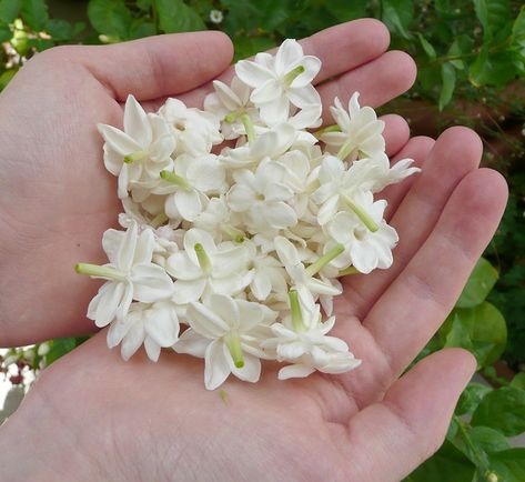 Jasmine in Hand | Jasmine sambac blossoms from my potted pla… | Roxana Villa | Flickr Arabian Jasmine, Jasmine Sambac, Jasmine Flower, Potted Plants, White Flowers, Plants, Flowers