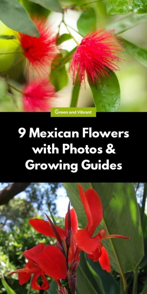 Mexican Plants, Easy Gardening Ideas, Biennial Plants, Mexican Flowers, Diy Home Garden, Flowers For Sale, Specimen Trees, Desert Flowers, Easy Care Plants