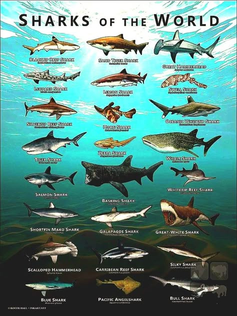 Different Kinds Of Sharks, Shark Types, Shark Information, Different Types Of Sharks, Galapagos Shark, Oceanography Marine Biology, Marine Poster, Leopard Shark, Types Of Sharks