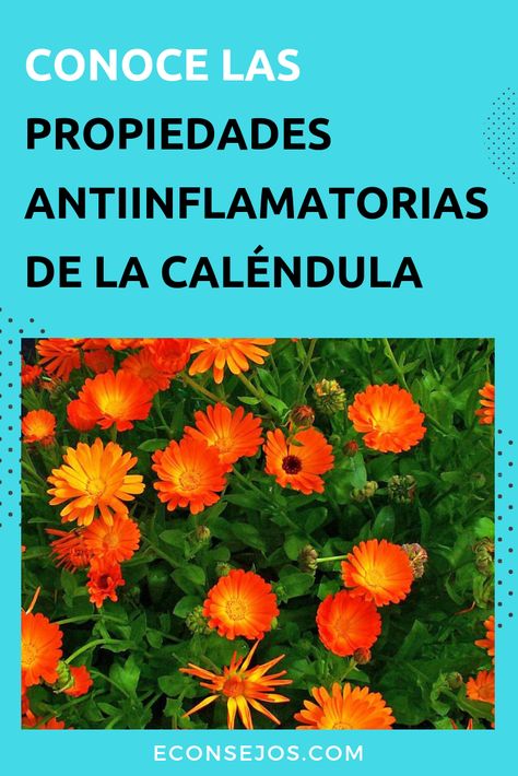 Caléndula - Propiedades Calendula Officinalis, Reiki, Medicine, Herbs, Health, Plants, Nature