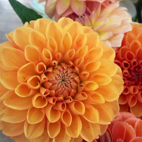 Dahlias for cut flowers Locally Grown, Terra Cotta, Cut Flowers, Dahlia, Photo Galleries, Flowers