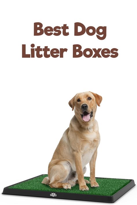 In this review, we’ll show you the different types of litter boxes and indoor dog litter boxes that are currently on the market for your dog, as well as the characteristics that make these our top 5 picks for the best dog litter boxes in 2021. #dog #doglitterbox #doghealth #dogtraining #petonbed Dog Litter Box Ideas Indoor, Dog Litter Box, Liter Box, Dog Pop, Samurai Wallpaper, Indoor Dog, Dog Products, Dog Health, Litter Box