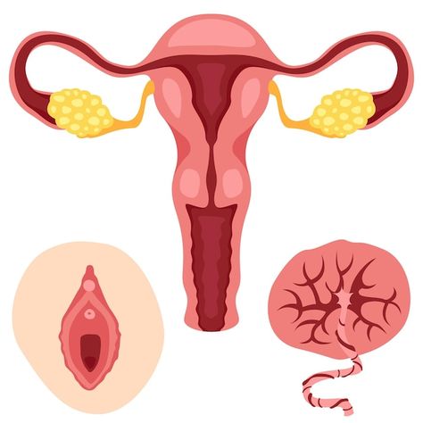 Womb Art, Female Reproductive System Anatomy, Medical Study, Female Reproductive System, Female Drawing, Medical Studies, Reproductive System, Female Human, Cartoon Profile Pics