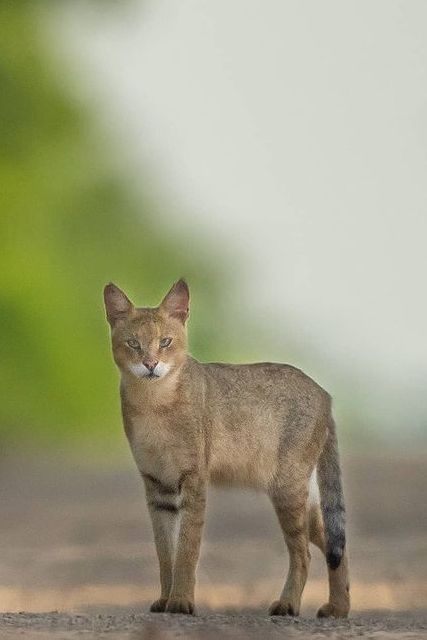 Jungle Cat (Felis chaus) / Chat de jungle / Image by urmiljhaveri (Urmil Jhaveri) from instagram Jungle Image, Jungle Images, Jungle Cats, Rainforest Animals, Cat Species, Lion Wallpaper, Jungle Cat, From Instagram, Big Cats