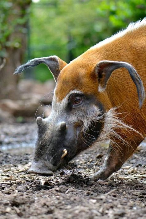 Pig Photography, Red River Hog, Pig Photo, Feral Pig, Bizarre Animals, Ossabaw Island Pigs, Ugly Animals, Wild Pig, Interesting Animals