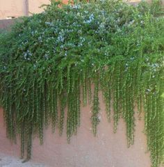 Rosemary Prostrate Rosmarinus officinalis ‘Prostratus’, Creeping Rosemary Creeping Rosemary, Rosemary Garden, Easy Backyard Diy, Landscape Nursery, Rosemary Plant, Easy Backyard, Garden Shrubs, Trailing Plants, Ponds Backyard