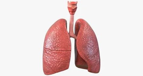 Anatomy Organs, Lung Anatomy, Gross Anatomy, Anatomy Models, 3d Image, Max On, 3ds Max Models, Real Model, Lungs