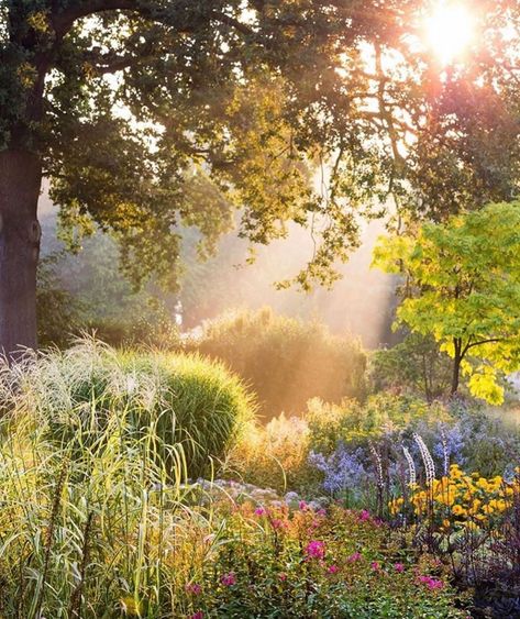 Golden hour..🌟🌾🌿 Enjoy this last weekend of Summer..☀️ Via @adrimavignier #sunshine #sunset_love #sunsetpics #garden #gardens #nativeplants… Perennial Grasses, Meteor Garden 2018, Magic Garden, Garden Route, Magical Garden, Olive Garden, Nature Garden, Spring Aesthetic, Covent Garden