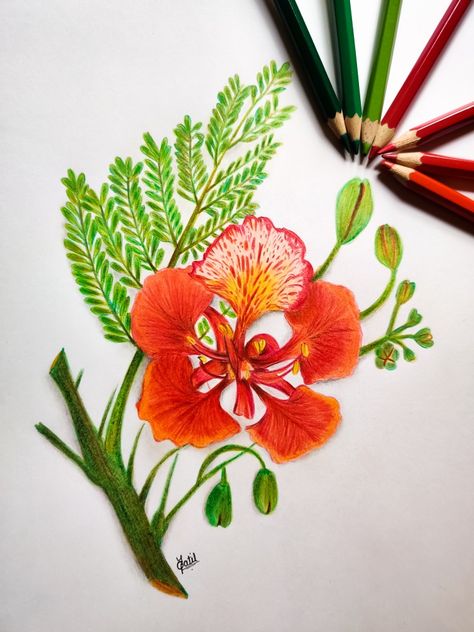 #nature #flower #sketch #red #colorpencils Color Pencil Sketch, Pencil Sketch, Art Works, Colored Pencils, Pencil, Red, Canvas, Flowers, Color