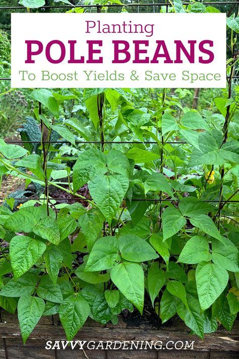 Planting Pole Beans to Boost Yields and Save Space Plant Pole, Growing Vegetables In Pots, Snap Beans, How To Soak Beans, Bean Varieties, Planting Garlic, Gardening Vegetables, Growing Cucumbers, Bush Beans