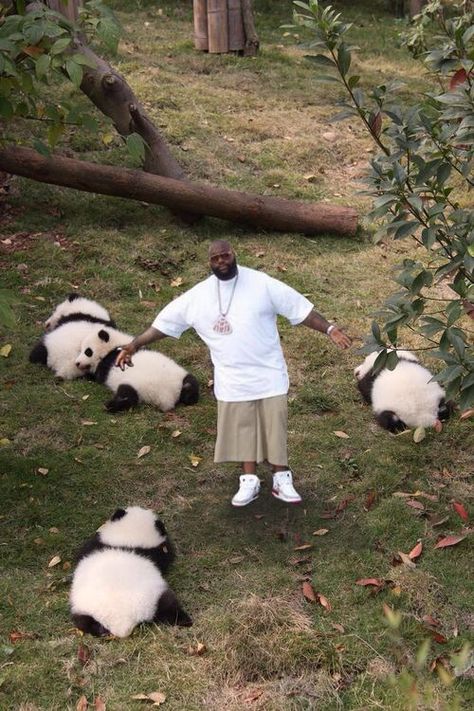 Rick Ross with some pandas Panda Lindo, Panda Gifts, Akita Inu, Panda Bears, Panda Love, Favorite Animals, Giant Panda, Baby Panda, Chengdu