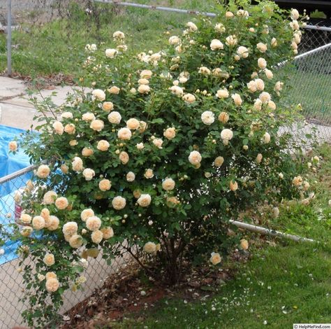 'Teasing Georgia' Rose Photo Teasing Georgia Rose, Georgia Rose, Austin Rose, Coming Up Roses, Rose Photo, David Austin Roses, David Austin, Valley View, Rose Photos