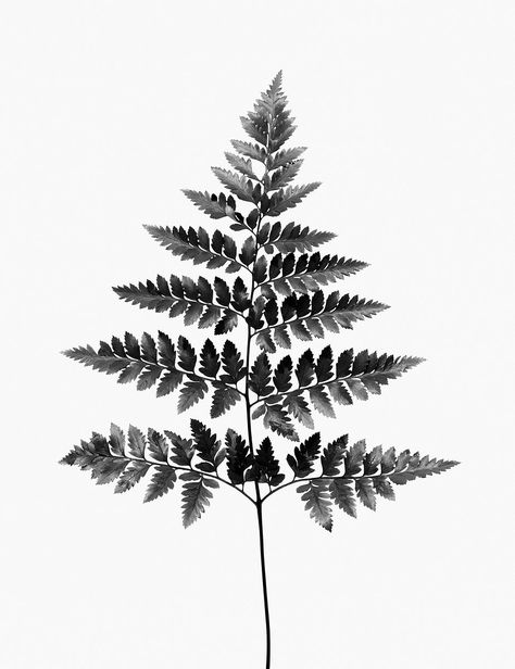 Manage pinterest pinning | rawpixel Fern Black And White, Leaf Black And White, White Backround, White Sketches, Plant Wall Decor, Photography Black And White, Black And White Sketches, White Plants, Fern Leaf