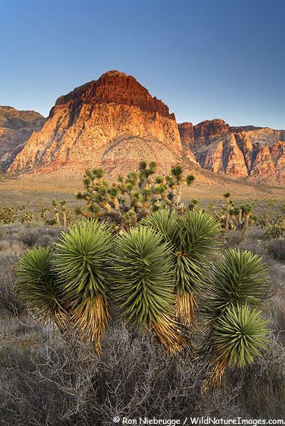 Red Rock Canyon Las Vegas, Vegas Photos, Mountain Love, Red Rock Canyon, Las Vegas Photos, Rainbow Mountain, Desert Life, Mountain Photos, Vegas Trip