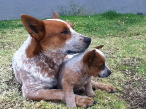 Momma and baby red heelers - precious Red Healer, T K, Queensland Heeler, Dog And Baby, Aussie Cattle Dog, Heeler Dogs, Austrailian Cattle Dog, Red Heelers, Cattle Dogs Rule