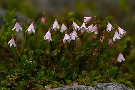 Linnea Borealis, Linnea Flower, Linnaea Borealis, Tiny Plants, Shade Garden, Water Garden, Flower Delivery, Amazing Gardens, Pretty Flowers