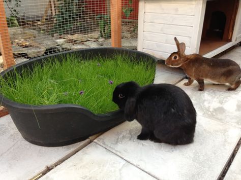 This is a great ide to get that grass into our indoor bunnies diets. I'm definately going to try this one out for my bunnies! Pet Enrichment, Rabbit Enclosure, Two Rabbits, Bunny Hutch, Raising Rabbits, Growing Grass, Mini Lop, Bunny Care, Rabbit Run