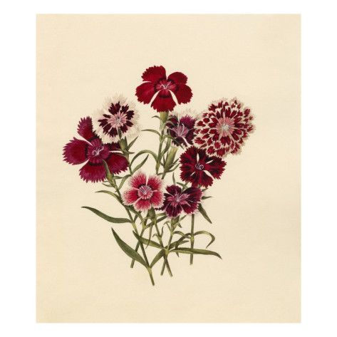 Dianthus chinensis Giclee Print by Caroline Maria Applebee at AllPosters.com Dianthus Chinensis, Sweet William Flowers, Sweet William, Botanical Illustration Vintage, Vintage Botanical Prints, Botanical Drawings, Plant Illustration, Botanical Illustration, Botanical Art