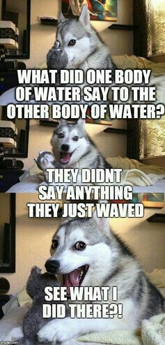 Husky Jokes, Bad Pun Dog, Husky Humor, Funny Dog Quotes, Funny Dog Jokes, Punny Jokes, Dog Puns, Dog Meme, Cheesy Jokes