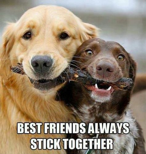 For those blond and brunette friends!!! Always stick together ;-) Awareness Quotes, Cute Puns, Two Dogs, Appaloosa, Quarter Horse, Baby Dogs, 귀여운 동물, Mans Best Friend, Animals Friends