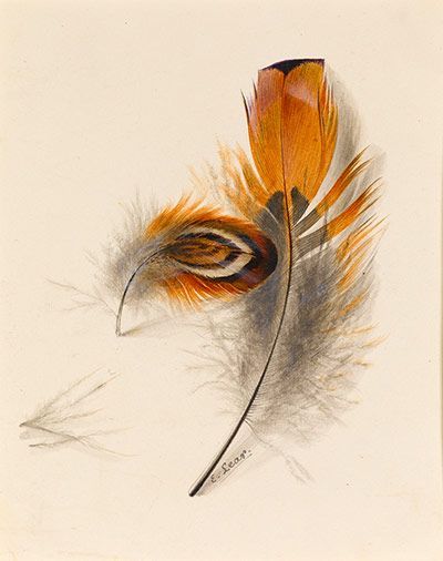 Edward Lear (British, 1812-1888), Study of Two Feathers Wings Artwork, Watercolor Study, Two Feathers, Edward Lear, Feather Drawing, Feather Photography, Hope Is The Thing With Feathers, Watercolor Feather, Pheasant Feathers