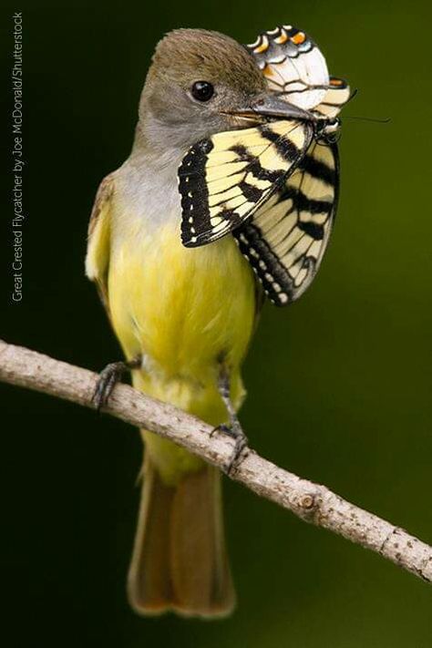 Great crested flycatcher Bird Eating, Flycatchers, Kinds Of Birds, Birds And Butterflies, Yellow Bird, Nature Birds, All Birds, Exotic Birds, Pretty Birds