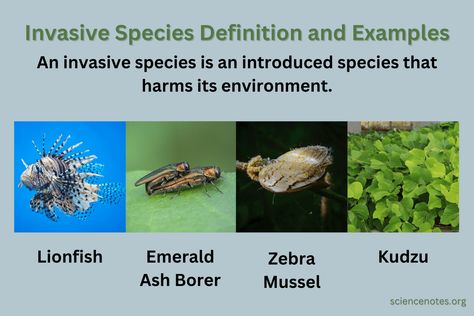 Invasive Species Definition and Examples Purple Sea Urchin, Learn Biology, Fire Ants, Kelp Forest, Everglades Florida, Great Basin, Lion Fish, Invasive Species, New Environment