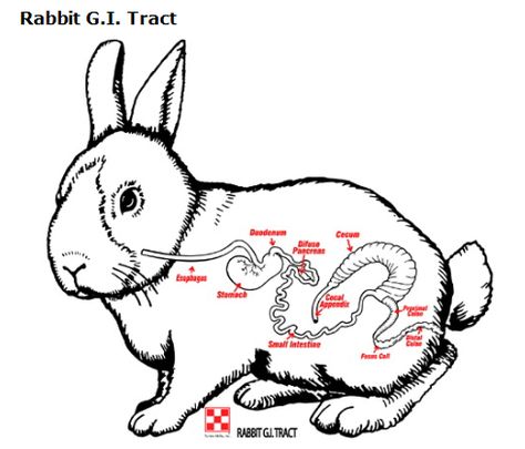 Rabbit Digestive Tract | Purina Animal Nutrition Rabbit Feed, Rabbit Information, Rabbit Feeding, Pet Rabbits, Beatles Cartoon, Veterinary Science, Rabbit Breeds, Vet Medicine, Rabbit Costume