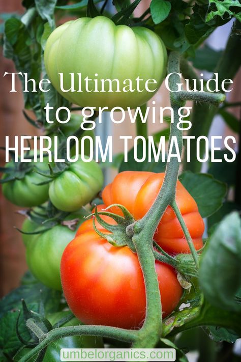 How To Grow Heirloom Tomatoes, Best Tomatoes To Grow, Growing Heirloom Tomatoes, Heirloom Tomato Plants, Tomato Planting, Heirloom Tomatoes Varieties, Farm Supplies, Watering Tomatoes, Tomatoes Growing