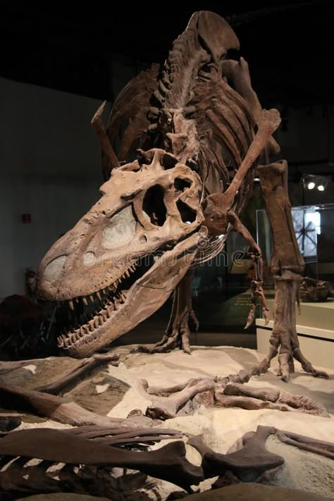 Dinosaur skeleton. Dinosaur belong to the diapsid reptile group , #AD, #belong, #skeleton, #Dinosaur, #group, #reptile #ad Dino Skeleton, Dinosaur Skeletons, Dinosaur Fossil, Iguanodon Skeleton, Deinonychus Skeleton, Tyrannosaurus Skeleton, Therizinosaurus Skeleton, Court Of Owls, Prehistoric Animals Dinosaurs