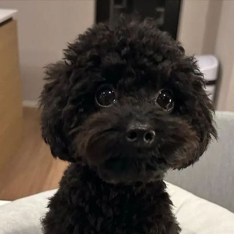 Mini Poodle Black, Mini Poodle Full Grown, Poodle Tail, Black Poodle Puppy, Black Maltipoo, Poodle Teddy Bear Cut, Black Toy Poodle, Teddy Bear Poodle, Poodle Love