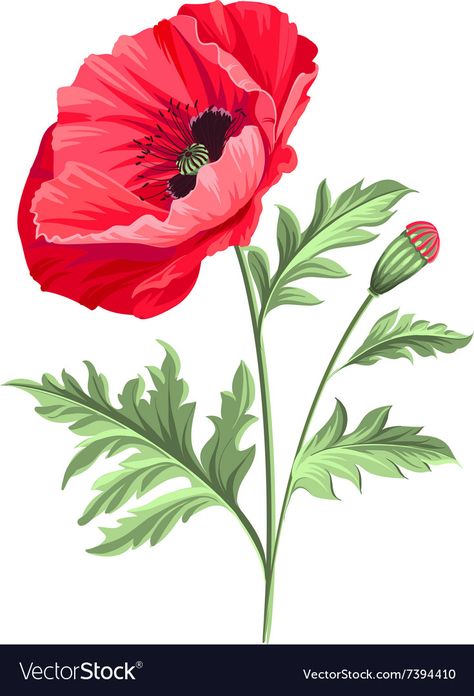 Poppy Flower Art, Poppy Flower Tattoo, Poppy Drawing, Poppies Tattoo, Poppy Art, Poppy Painting, Garden Aesthetic, Ideas Garden, Digital Flowers