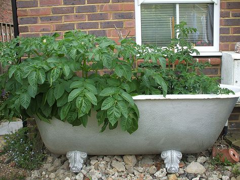 Vegetable bath by the vintage cottage, via Flickr Vegetable Container Garden, Vegetables In Containers, Garden Bathtub, French Garden Design, Tomato Planter, Container Garden Ideas, Vintage Bathtub, Outdoor Bathtub, Teacup Gardens