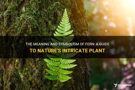 The Meaning And Symbolism Of Fern: A Guide To Nature's Intricate Plant | ShunSpirit Fern Meaning, Fern Plant, Hidden Messages, Spiritual Meaning, The Meaning, Fern, Natural Beauty, Meant To Be, Spirituality