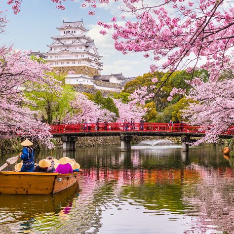 You could easily arrange a visit to Japan just to see the cherry blossoms in full bloom, provided that you know where, when, and how to plan your trip. Sakura Painting, Japan Cherry Blossom, Himeji Castle, Blossom Season, Cherry Blossom Season, Takayama, Kagoshima, Kanazawa, Japanese Cherry Blossom