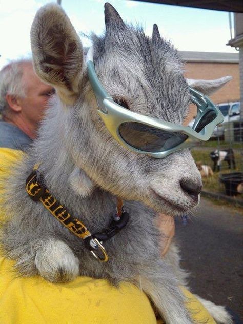 Pictures Of Cute Dogs, A Goat, Healing Power, Get Better, Goggles, Goats, Make Your Day, Cute Dogs, Healing