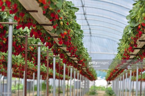 Growing Strawberries Indoors, Hydroponic Strawberries, Como Plantar Pitaya, Pygmy Goats, Agriculture Technology, Science Computer, Commercial Greenhouse, Food Books, Succulent Garden Indoor