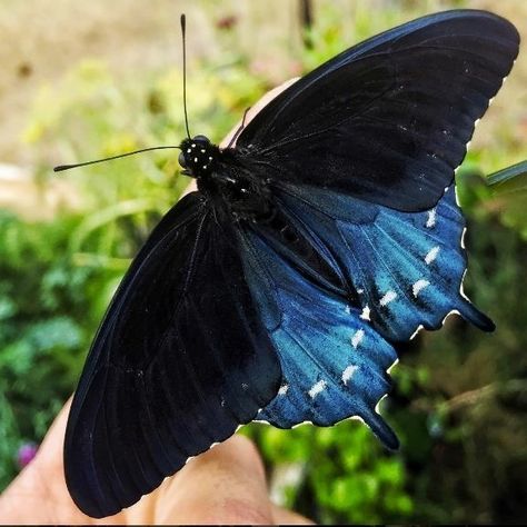 Moth Cocoon, Pipevine Swallowtail, Butterfly Species, Swallowtail Butterfly, Butterfly Painting, Sweet Animals, Blue Butterfly, A Butterfly, Beautiful Butterflies