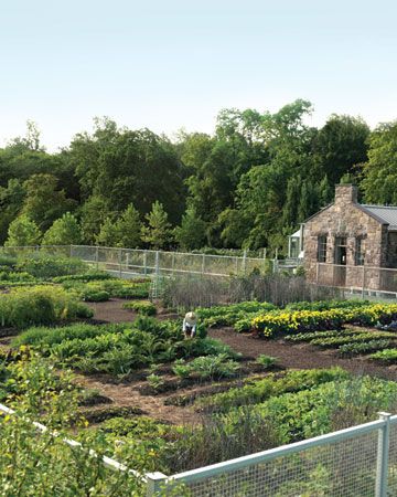 Vegetable garden Martha's vegetable garden measures 90 by 150 feet, and its rows are oriented from north to south to take full advantage of the sun. A 7-foot-tall metal fence keeps creatures both large and small away from the tempting produce growing within. Garden Prepping, Garden Layouts, Garden Layout Vegetable, Garden Plan, Potager Garden, Backyard Vegetable Gardens, Flower Tree, Garden Guide, Vegetable Garden Design