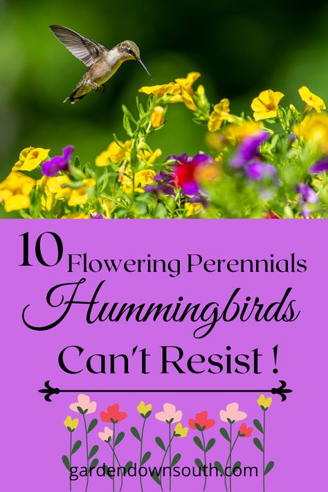 Planting these flowering perennials in your garden is sure to bring the amazing hummingbird by for a visit! Flowers That Hummingbirds Like, Hummingbird Flowers For Planters, Hummingbird Container Garden, Hummingbird Types, Hummingbird Garden Plan, Hummingbird Plants Perennials, Flowers Hummingbirds Like, Hummingbird Garden Ideas, Hummingbird Garden Flowers