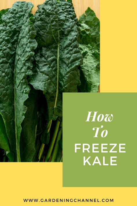 Follow these gardening tips to learn how to harvest and freeze kale. Learn the difference between storage dates of blanched kale versus without blanching. #gardeningchannel #gardening #vegetablegardening #growingkale Harvesting Kale, Freezing Kale, Growing Kale, Freezing Vegetables, Growing Tomatoes, Growing Vegetables, Vegetable Garden, Kale, Gardening Tips