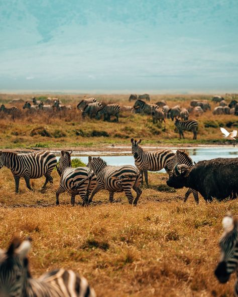 Day 4 of my group trip to Tanzania 📍 Ngorongoro Crater When I went on my first safari I asked my guide his favorite park & he said “Serengeti for wildlife but Ngorongoro for beauty” & PHEW he was right! 🤩 Ngorongoro Crater is absolutely stunning. It’s this huge caldera with all of this wildlife & every turn you make is just stunning because it looks like you’re encircled by mountains. We saw soooo many animals INCLUDING A BLACK RHINO & HER BABY (but I didn’t get a good photo, just a blurr... Ngorongoro Crater, Group Trip, Black Rhino, Good Photo, Group Travel, I Am The One, Tanzania, Cool Photos, Like You