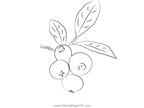 Close Up Blueberry Twig Coloring Page Berries Sketch, Blueberry Line Drawing, Blueberry Outline, Blueberry Outline Tattoo, Blueberry Line Art, Blue Berries Drawing, Blueberry Drawing Simple, Berry Drawing, Blueberry Doodle