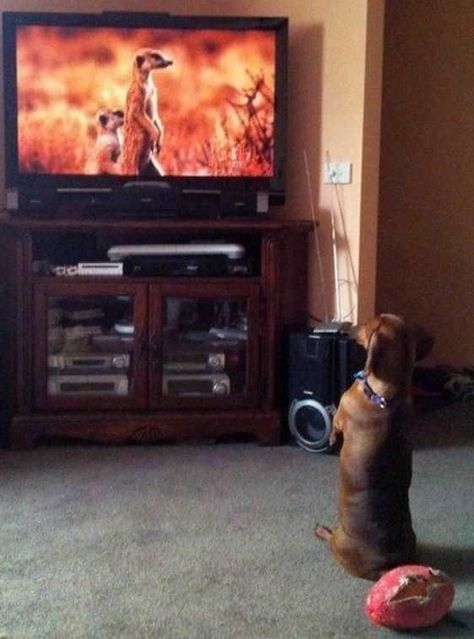 Cat Watching Tv, Humor Animal, Animal Captions, Dachshund Funny, Property Brothers, Weenie Dogs, Funny Captions, Dachshund Love, Memes Humor