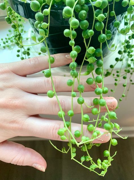 String of Pearls Care and Propagation | Sprouts and Stems Pearl Plant, Broken Pot Garden, Succulent Potting Mix, String Of Pearls Plant, Grow Lights For Plants, Succulents Plants, Growing Plants Indoors, Fertilizer For Plants, New Roots