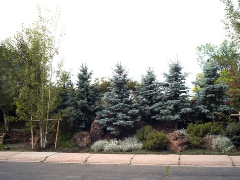 Staggered evergreens, ground cover, boulders. A densely planted berm. Spacing might be too tight: the trees may form a hedge at some point. Privacy Mound Landscaping, Berm Design Ideas, Privacy Berm, Bushes In Front Of House, Evergreen Trees For Privacy, Large Yard Landscaping, Acreage Landscaping, Yard Privacy, Evergreen Landscape