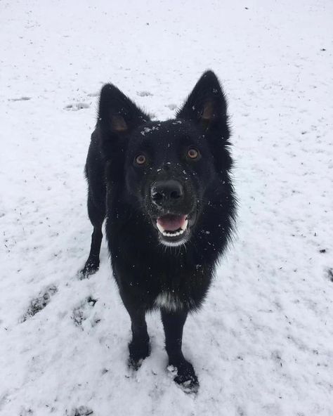 All Black Border Collie, Border Collie Fursona, Black Border Collie, Border Collie Black, Border Collie Puppy, Border Collie Puppies, Black Fox, Border Collie Dog, Border Collies