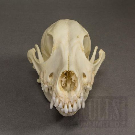 Miniature Doberman Pinscher, Miniature Doberman, Dog Skull, Doberman Dog, Party Logo, Doberman Dogs, Periodontal Disease, Irish Wolfhound, Doberman Pinscher